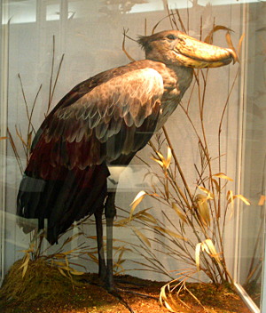 [The taxidermied bird has a large body with long toes on its feet, but relatively short legs. It has almost no neck and a head with a wide long bill. Through the glass, the feathers appear brown and the bill is tan.]